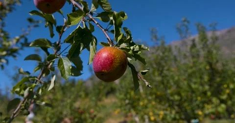 Close Up Of Apple on Farm During Fall California Stock Footage 307446215