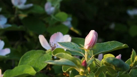 Close up apple flowers bloom in the sunlight. Spring day. Close up for white app Stock Footage 112079949