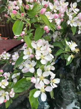 Close up of Apple flowers in the spring. Stock Photos