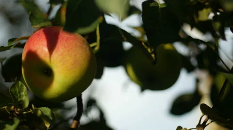 Close Up of Apple Video stock 42565194