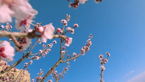 Close up on apple fruit tree blossom on sunny day Stock-Footage 143953933