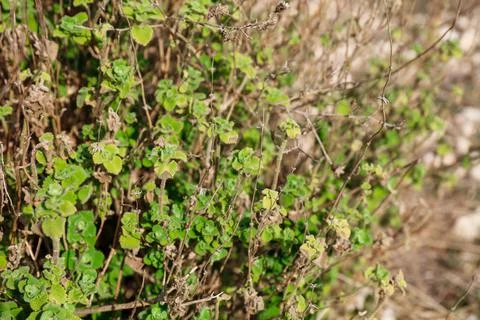 Close-up of Apple Mint plant Foto stock