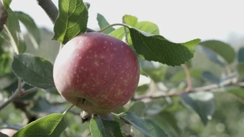Close Up Apple in Orchard Stock Footage 144785313