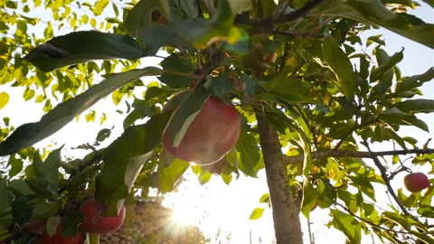 Close-up of an apple on the tree. Beautiful sunlight. Slow motion 库存影片 97283980