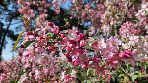 Close-up of an apple tree blossoming. The tree blooms with pink flowers Stock Footage 328300327