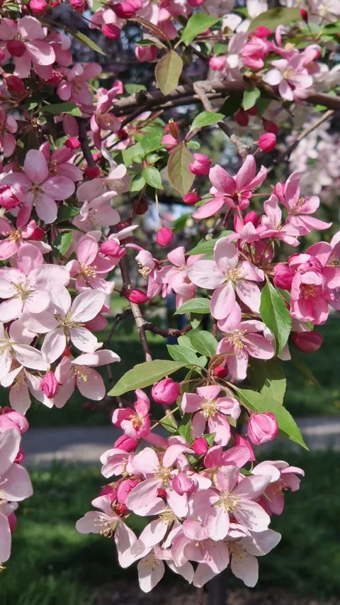 Close-up of an apple tree blossoming. The tree blooms with pink flowers Stock Footage 328300372