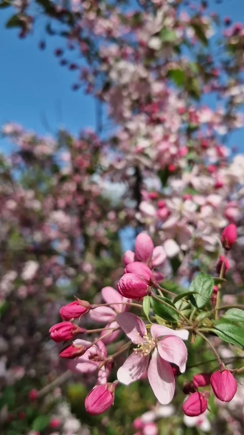 Close-up of an apple tree blossoming. The tree blooms with pink flowers Stock Footage 328300379
