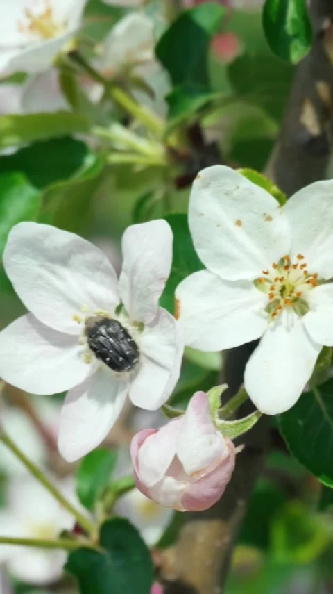 Close-up of apple tree blossoms with a beetle crawling on a flower, showcasing Stock Footage 339810647