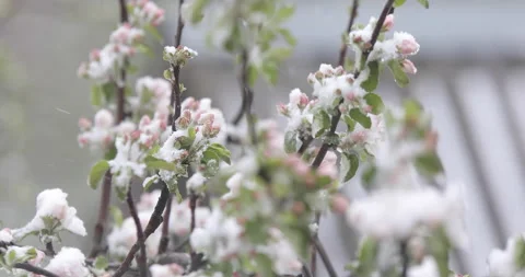 Close-up apple tree blossoms covered in snow during unexpected snowfall. Stock Footage 134551735