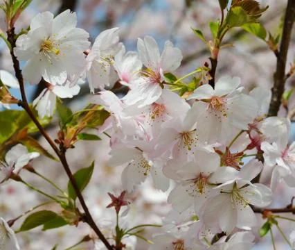Close Up of Apple Tree Blossoms Foto stock