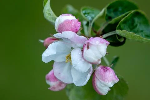 Close up of apple tree blossoms. Stock Photos