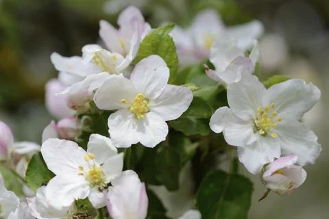 Close-up of apple tree blossoms in spring, Upper palatinate, Bavaria, Germany, Stock Photos