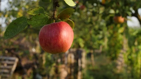 Close up of an apple on tree, blurred background. Red organic apple. Apple fruit Video stock 139568112