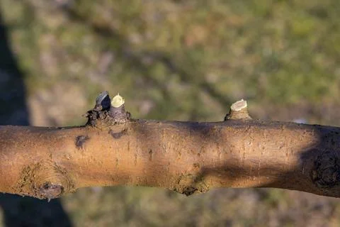 Close-up of an apple tree branch after trimming excess shoots in early spring Stock Photos