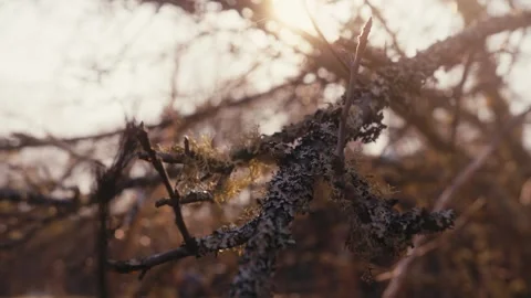 Close-Up of Apple Tree Branch Covered in Lichen Video stock 306356278