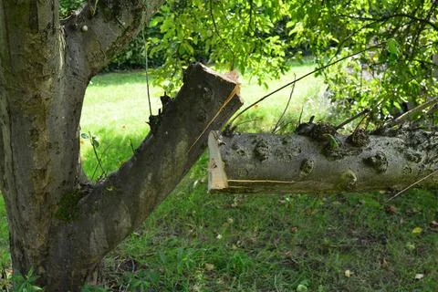 Close-up apple tree branch Stock Photos