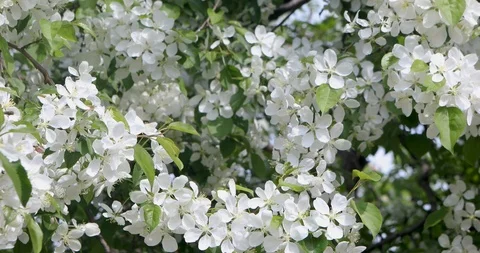 Close-up Of The Apple Tree Branches Covered With White Flowers Stock-Footage 109137809