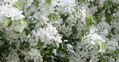 Close-up Of The Apple Tree Branches Covered With White Flowers With Bee Stock-Footage 109137830
