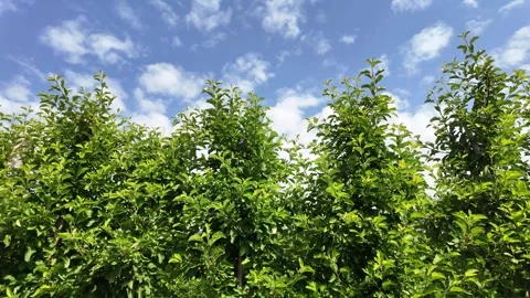 Close-Up of Apple Tree Branches. Stock Footage 311584544