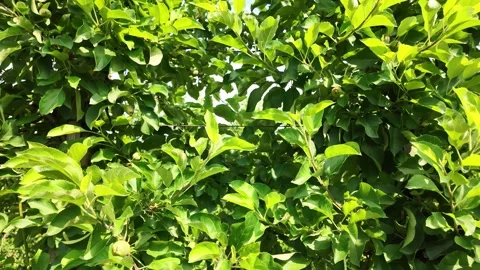 Close-Up of Apple Tree Branches. Stock Footage 326201521