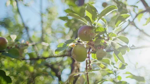 Close-up of apple tree branches with green apples and sunlit leaves in a garden Stock Footage 291323467