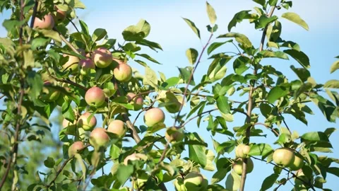 Close-up of apple tree branches with green leaves and red-green apples Stock Footage 342397527