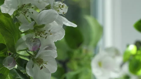 Close up of apple tree branches indoors Spbd. blooming flowers, blossom of Stock Footage 134840208