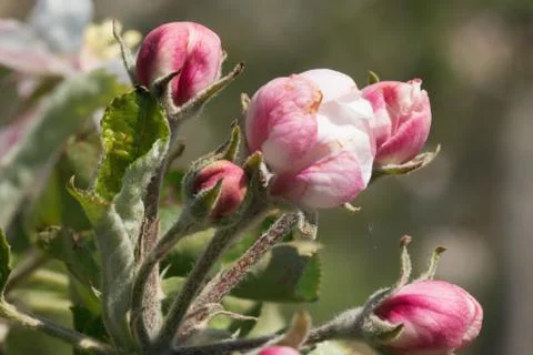 Close-up of apple tree buds Stock Photos