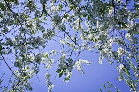 Close up apple tree flowers in front of blue sky concept photo Stock Photos