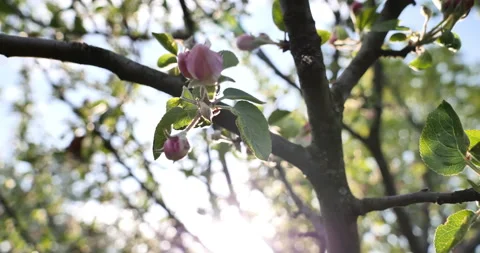 Close-Up of Apple Tree Flowers Revealing Sunbeams Through Blossoms and Foliage Stock Footage 241209062