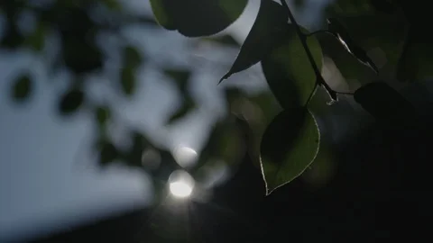 Close up of apple tree 動画素材 89343684