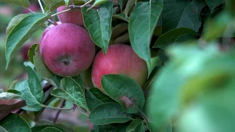 Close up apple on tree Stock Footage 117620098