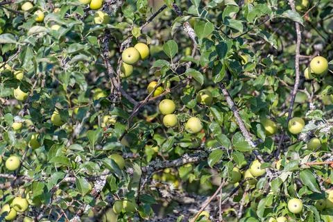 Close-up of an apple tree laden with green apples. Stock Photos