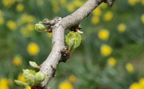 Close-up apple tree leaf buds on branch Stock Photos