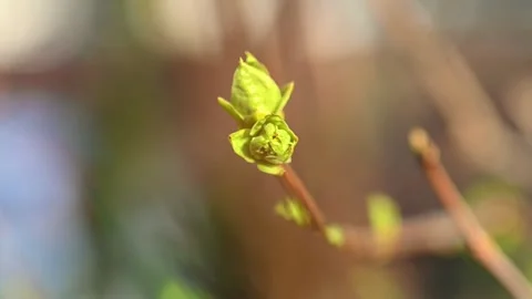 Close-Up: Apple Tree Leaf Veins - 4K Stock Footage 267892459