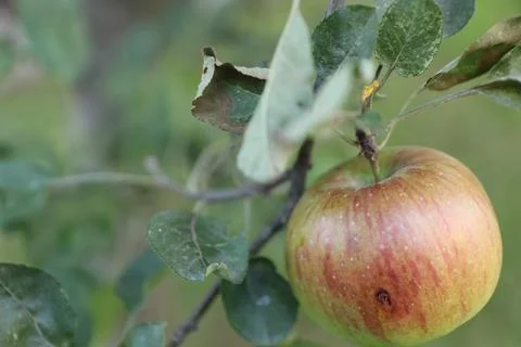 A close up of an apple on a tree Stock Photos