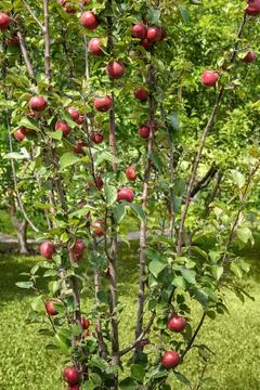 Close-up of apple tree with red apples in garden Stock Photos