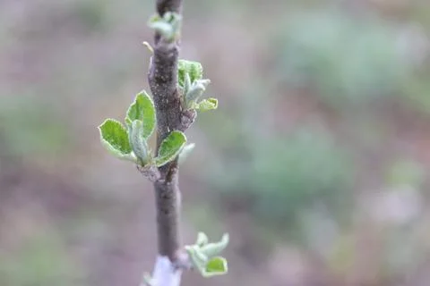 Close-up of an apple tree sapling trunk, young green leaves emerging from bud Stock Photos