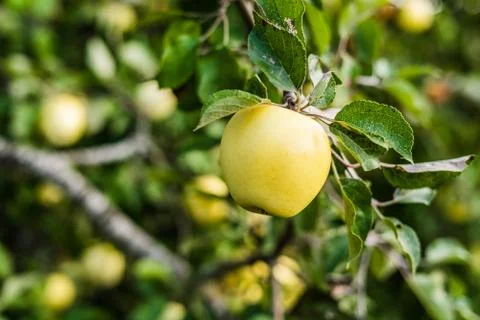 Close up of apple tree with shallow depth of field Stock Photos