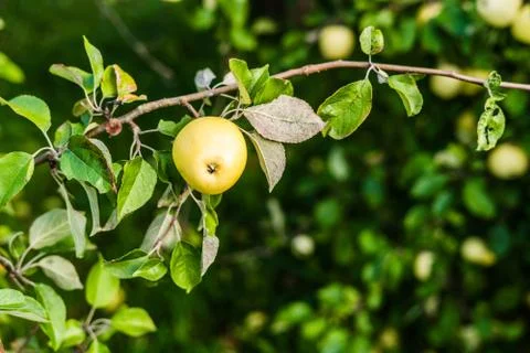 Close up of apple tree with shallow depth of field Stock Photos