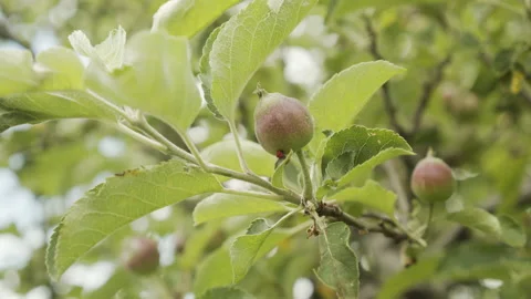 Close-up of apple tree by spring 4K slow motion video Video stock 156284414