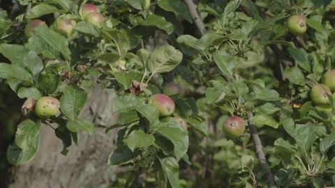 Close-up of apple tree by summer day 4K video Video stock 248328808