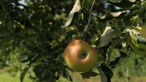 Close-up of Apple Tree in Switzerland Video stock 180187130