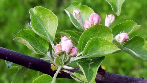 Close-up: Apple trees blossoms, the buds will bloom soon. Macro. Stock Footage 89852612