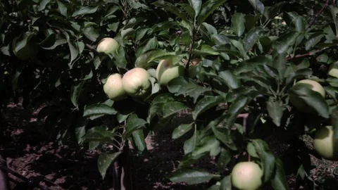 Close-up of apple trees Video stock 94783022