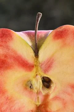 Close up of apple type with red, white, yellow and pink pulp Stock Photos