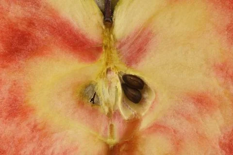 Close up of apple type with red, white, yellow and pink pulp Stock Photos