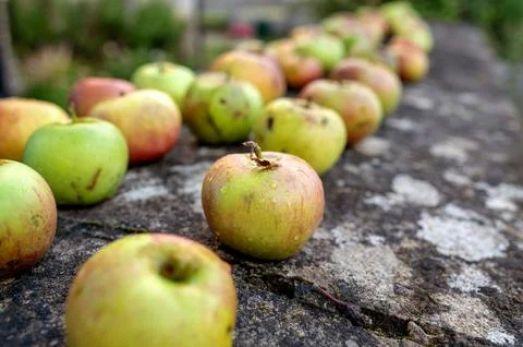 Close-up of apples in a row on a stone wall. Stock Photos