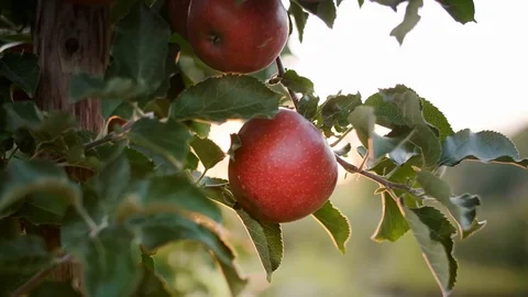 Close up of apples in sun Stock Footage 117354865