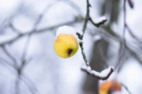 Close Up Of Apples On The Tree Covered With Snow Stock-Fotos